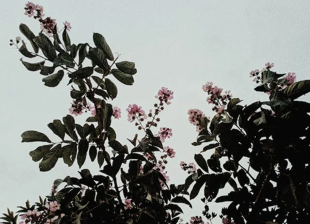 바나바 잎 추출물의 건강 효능에 대한 심층 분석