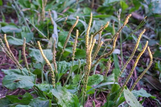 [ 차전자피 효능 ] 변비 증상 완화에 도움